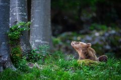 Genervter Braunbär