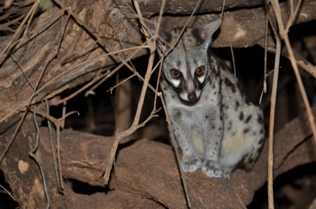 Genet