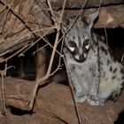 Genet