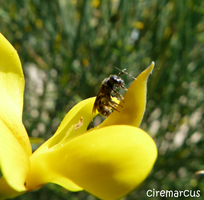 ...genet et insecte volant non identifier