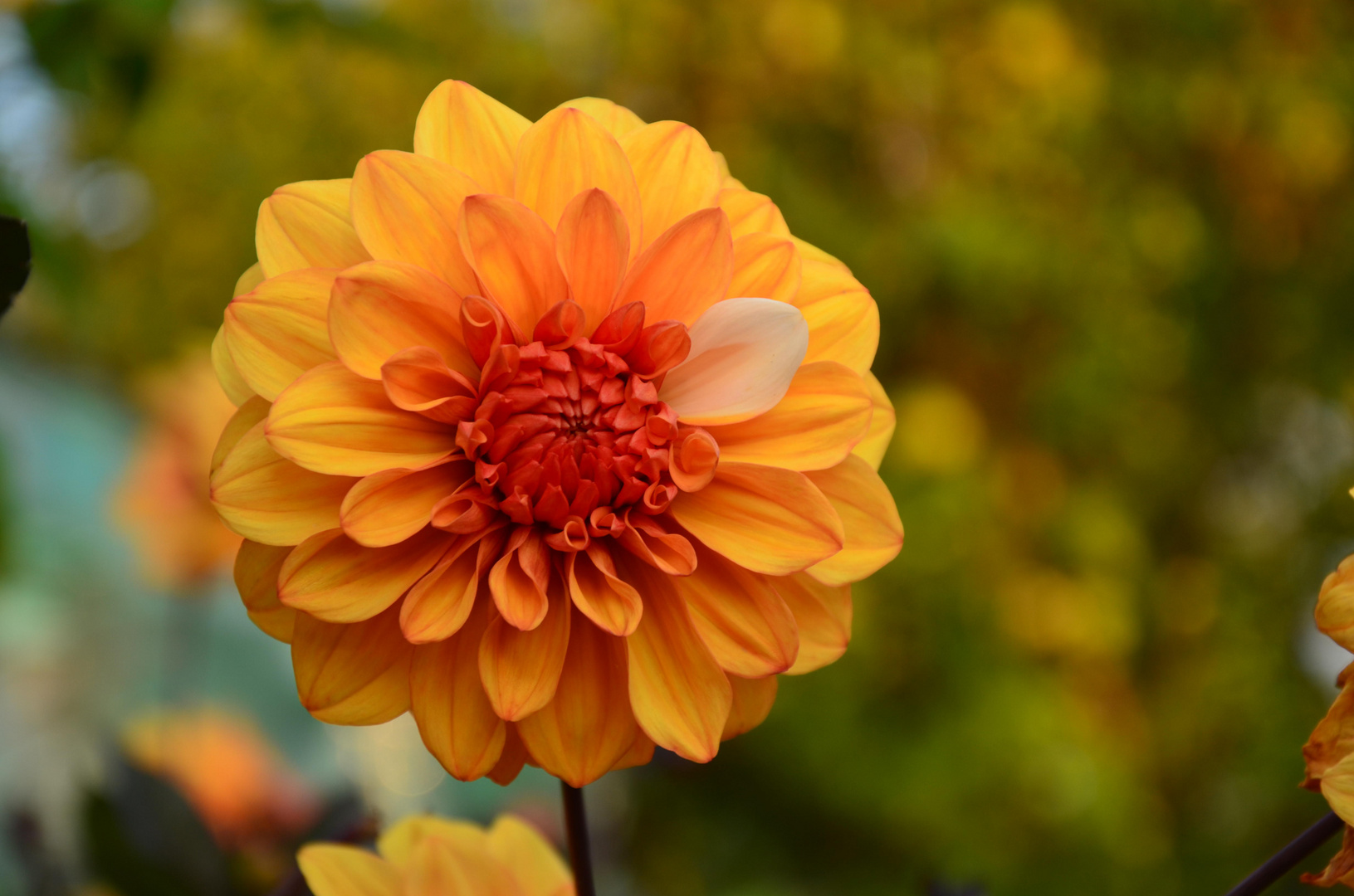 Genetic at work   --   Dahlia sp. (pompon-hybrid )