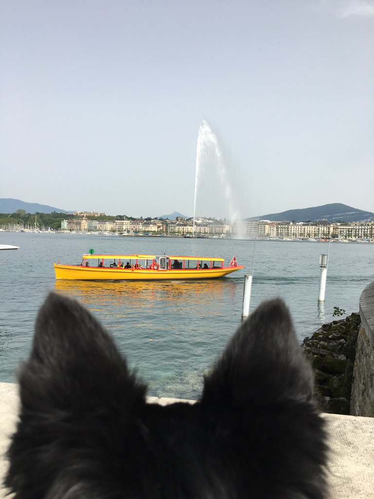Genf mit Pilgerhund