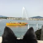 Genf mit Pilgerhund