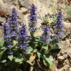 Genfer Günsel (Ajuga genevensis)?