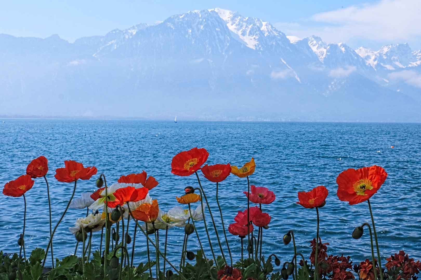 Genfer See im Frühling