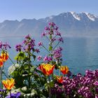 Genfersee mit Blumen