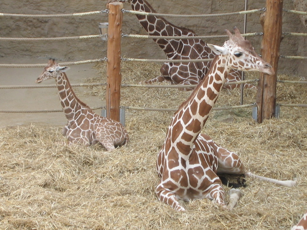 Geniales Giraffenhaus in Duisburg