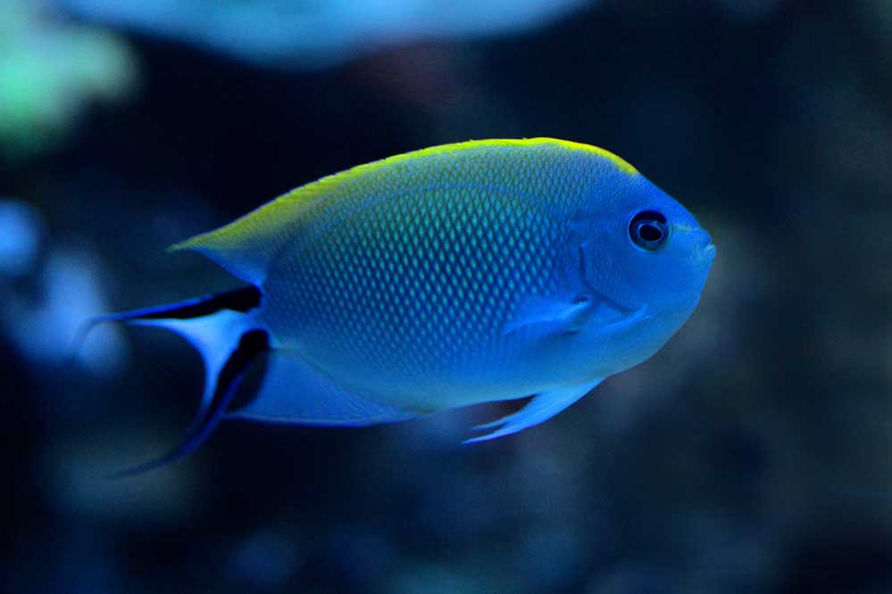 Genicanthus melanospilos - Pazifischer Zebrakaiserfisch