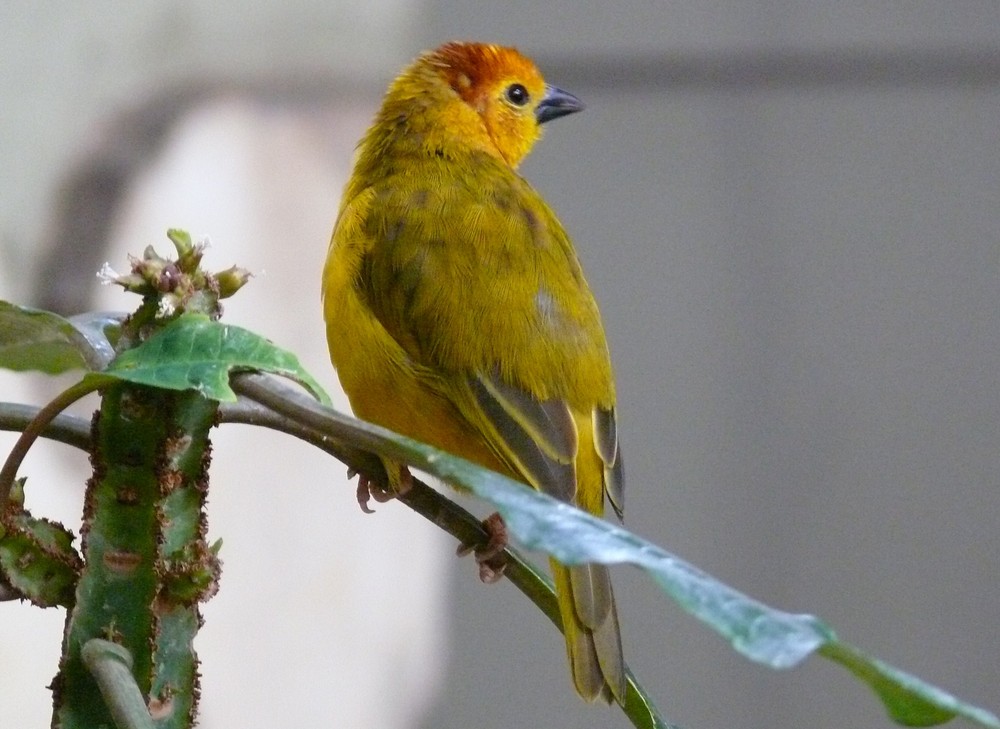 Genickbandweber (Zoo Berlin)