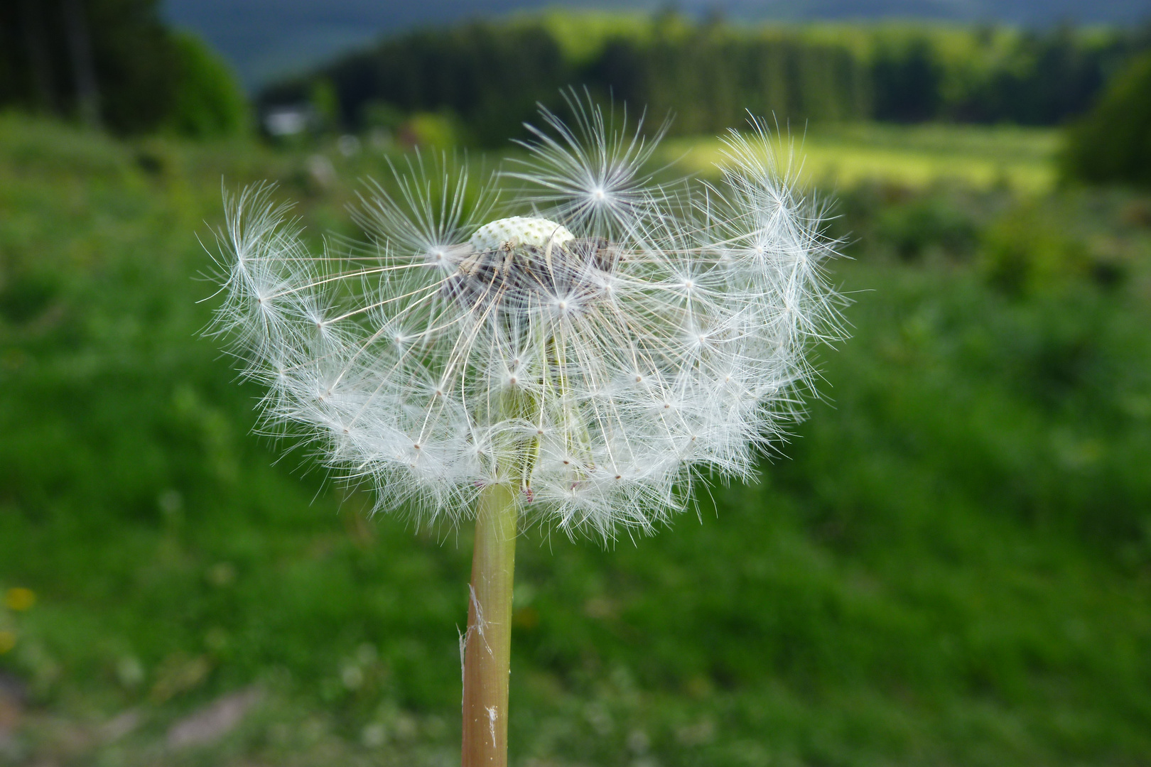 ....genieß die letzte Abendsonne, solange ich noch eine Pusteblume bin.