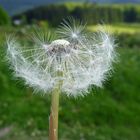 ....genieß die letzte Abendsonne, solange ich noch eine Pusteblume bin.