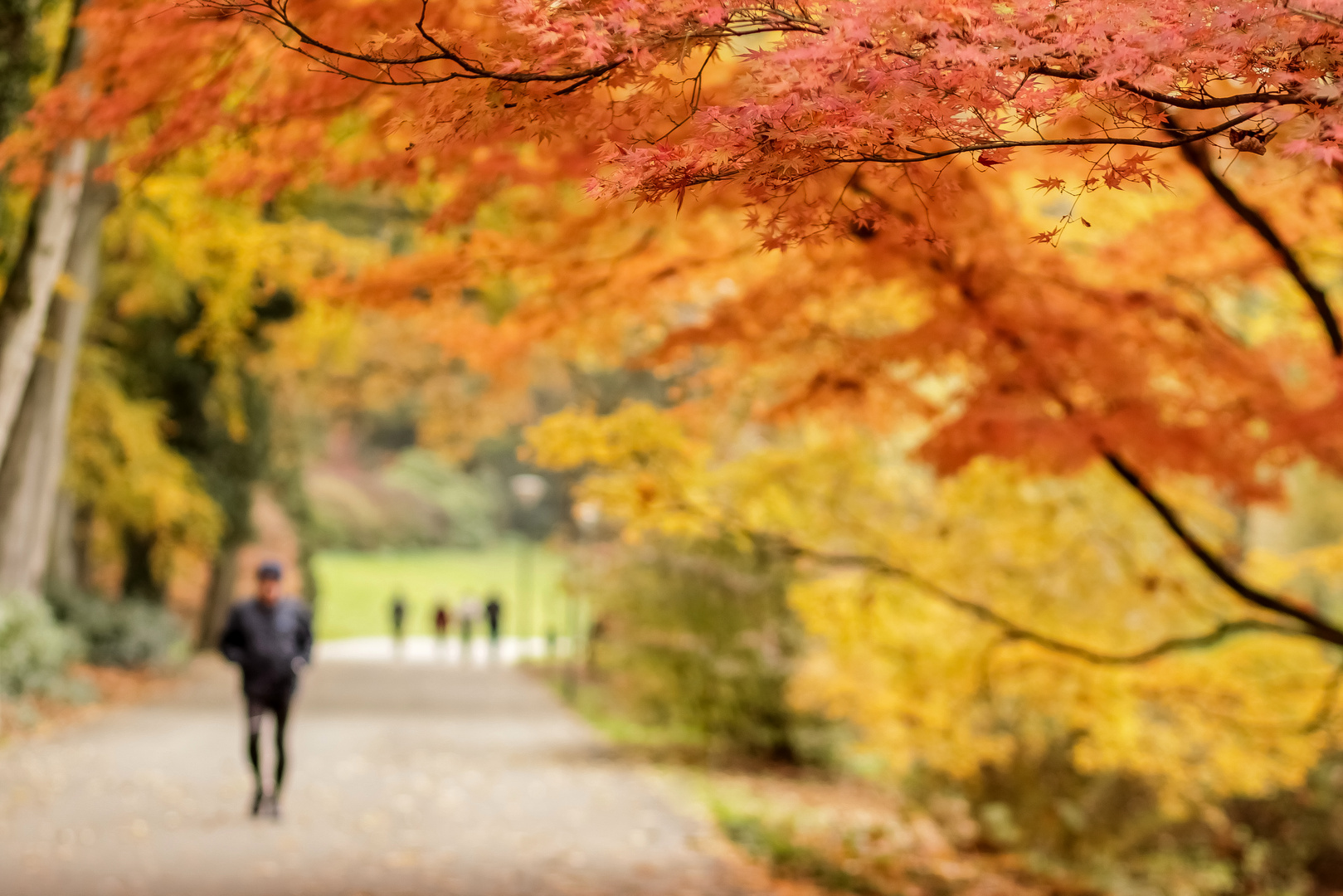 genieße den Herbst