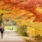 genieße den Herbst