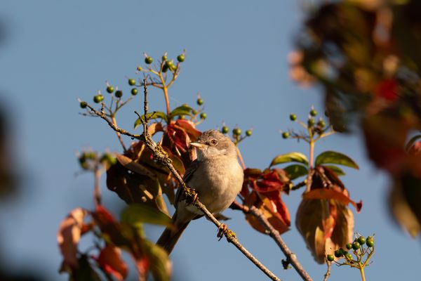 Genießen, Dorngrasmücke