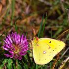 Genießen im letzten Herbstlicht