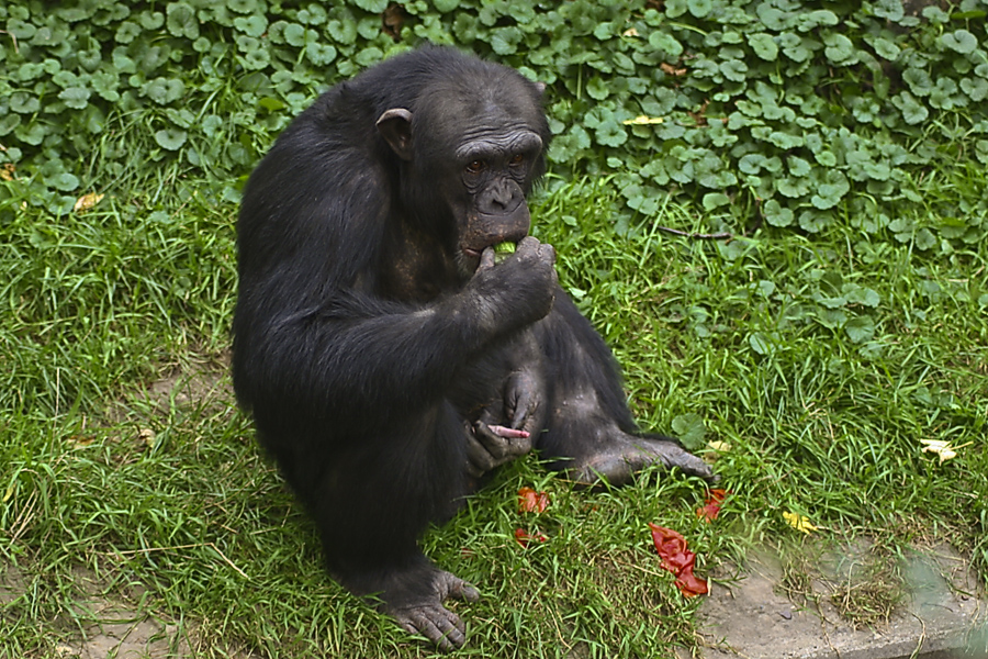 Genießer von Die Mohnblumen 