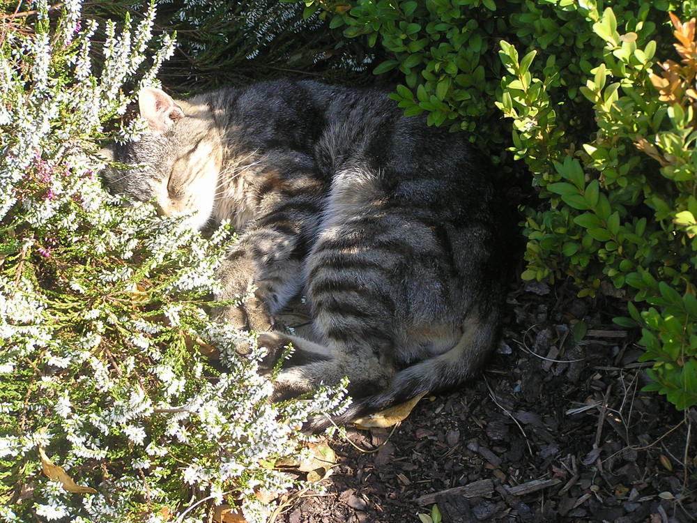 Geniesser der Herbstsonne