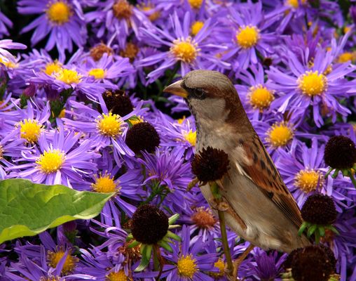 Geniesser im Blütenbad