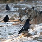 Genießer mit Gästen - Wolf im Freigehege Hellabrunn bei -10°C (6)