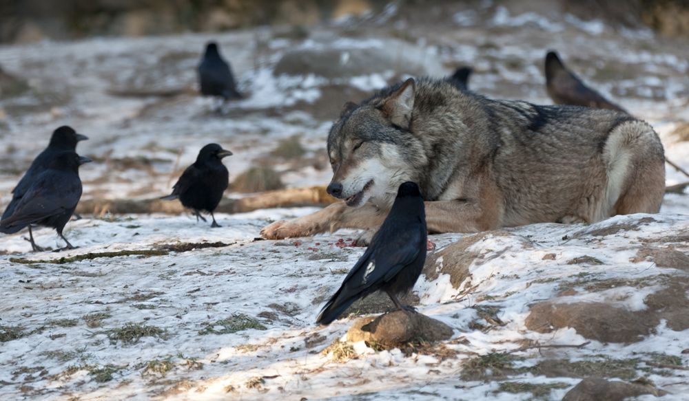 Genießer mit Gästen - Wolf im Freigehege Hellabrunn bei -10°C (6)