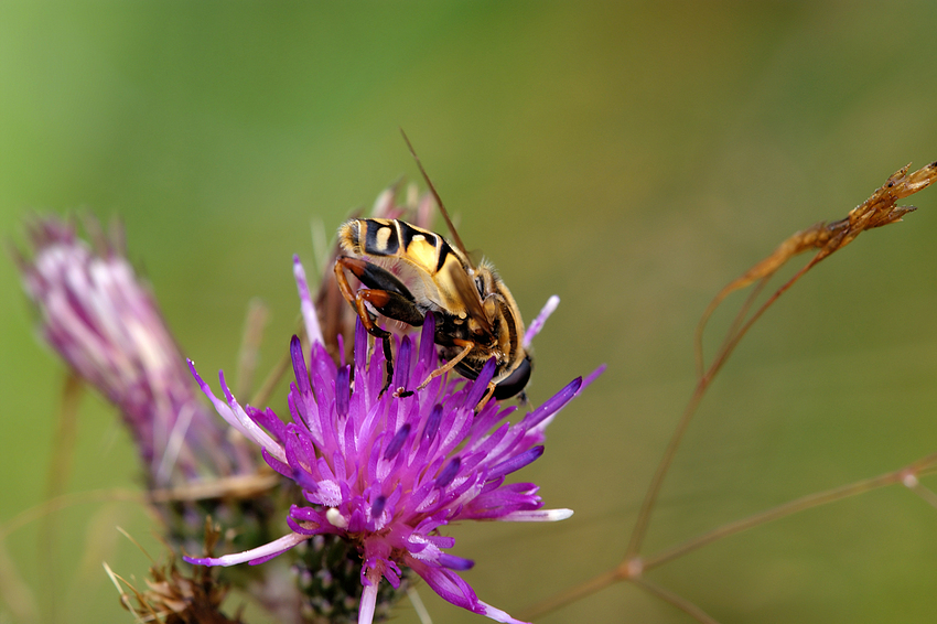 Genießer-Schwebfliege