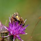 Genießer-Schwebfliege