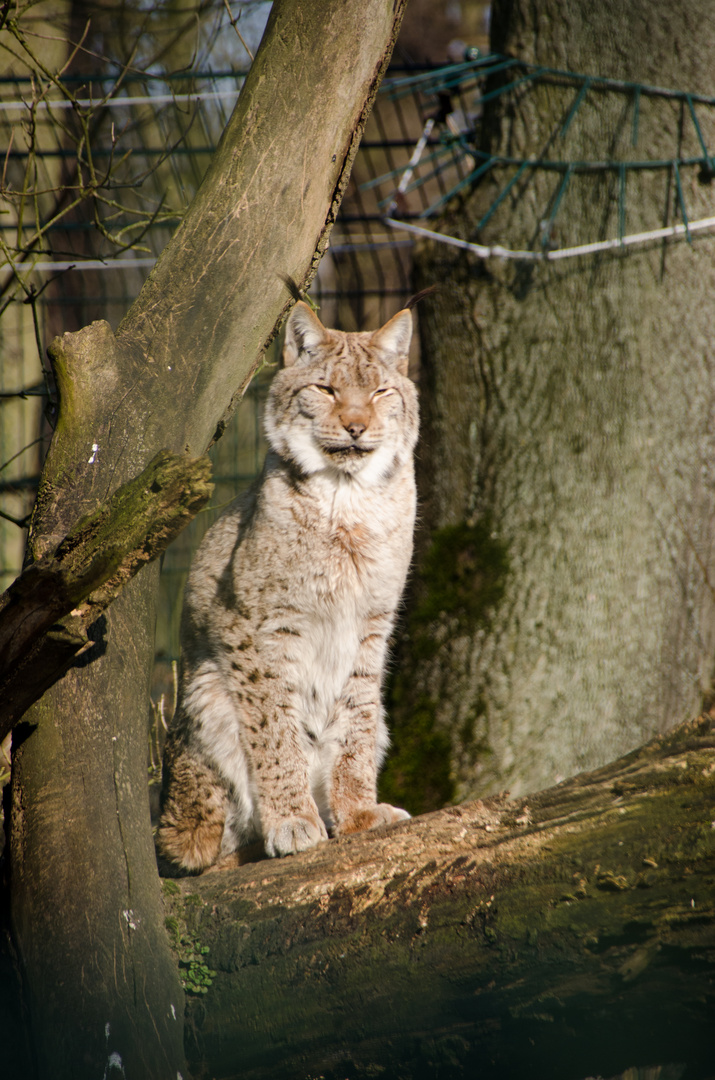 Genießerkatze