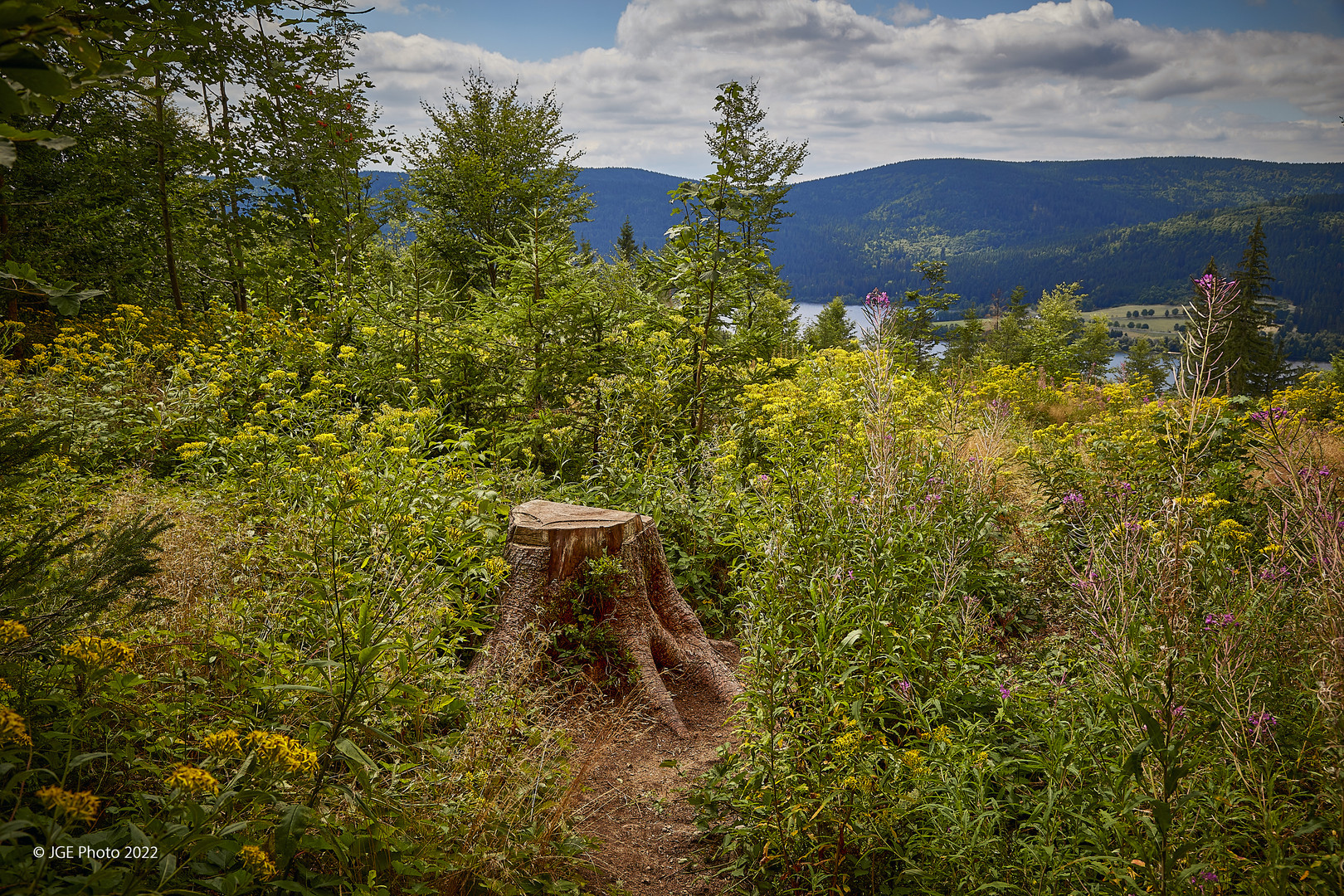 Geniesserpfad Premiumwanderweg Jägersteig Schluchsee