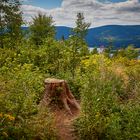 Geniesserpfad Premiumwanderweg Jägersteig Schluchsee