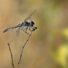 Genießt die letzten warmen Tage - Schwarze Heidelibelle