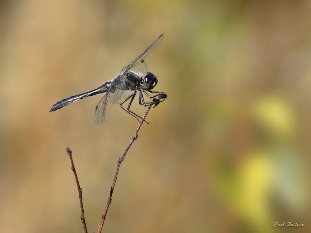 Genießt die letzten warmen Tage - Schwarze Heidelibelle