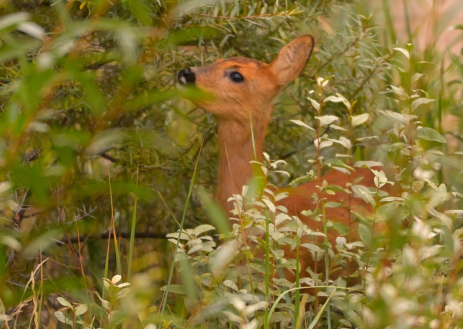 --genießt die Natur,oder hat Hunger????