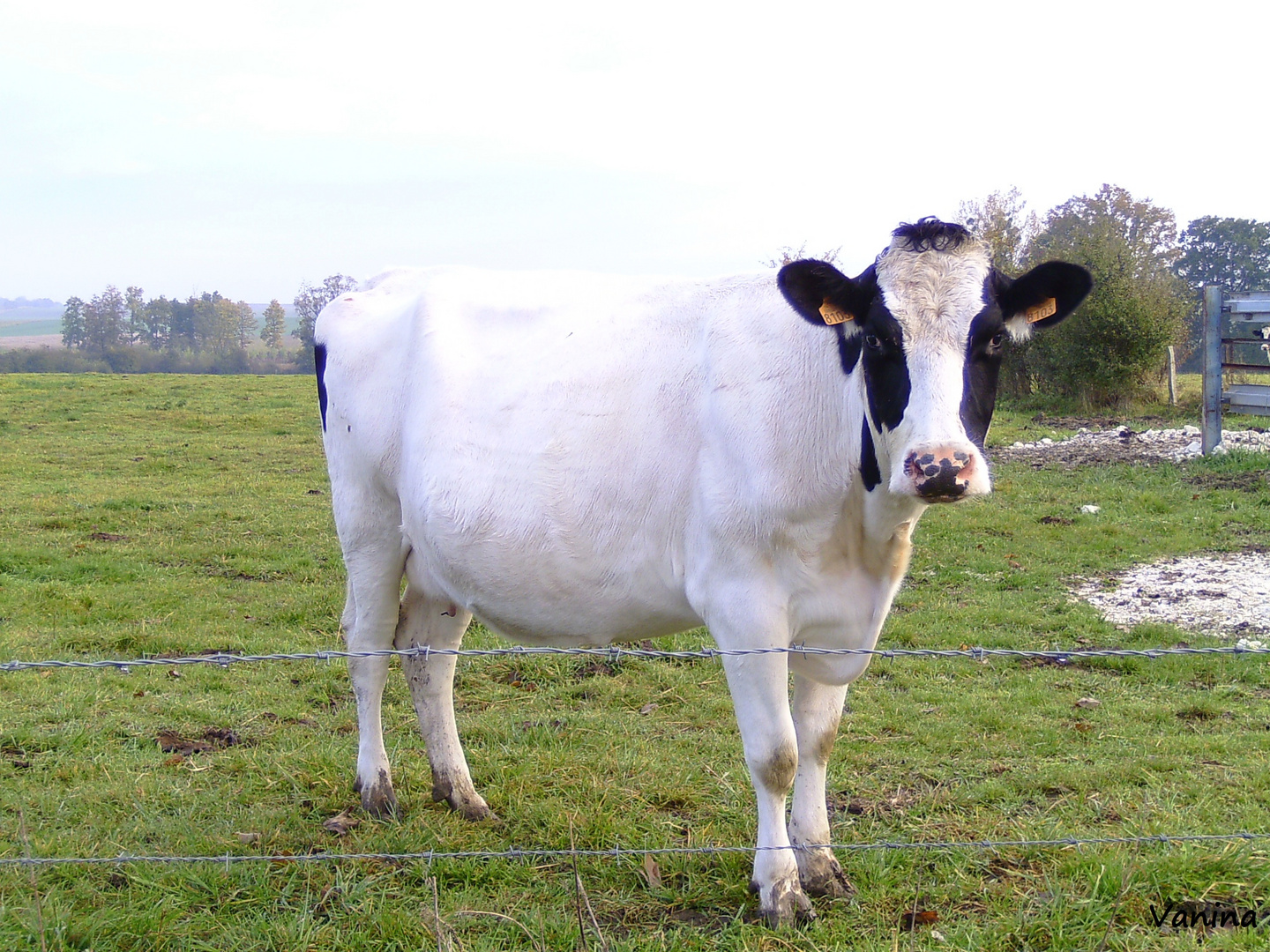 Génisse Prim'Holstein