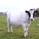 Génisse Prim'Holstein