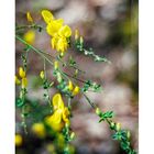 Genista