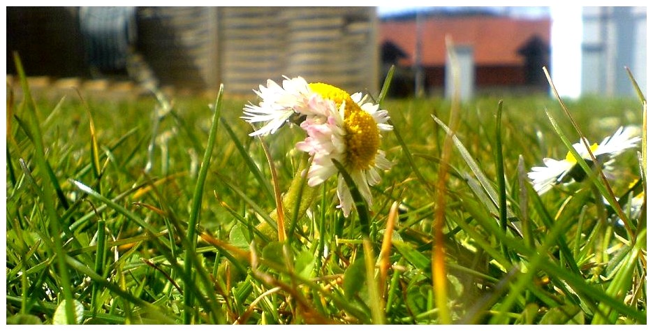 GenManipulation jetzt schon bei Gänseblümchen?