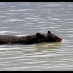 Genmanipulierte Wasser-Ratte....?