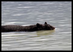 Genmanipulierte Wasser-Ratte....?