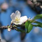 gennaio con mandorlo in fiore