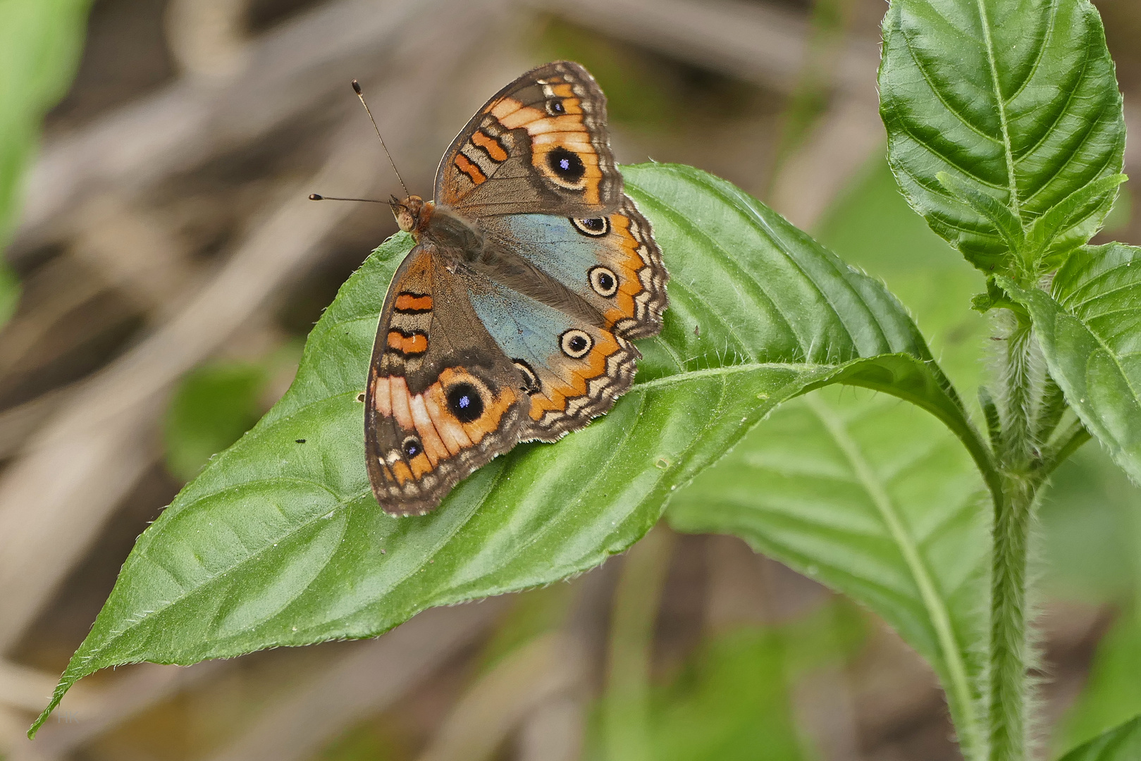 Genoveva Buckeye