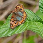 Genoveva Buckeye