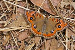 GENOVEVA BUCKEYE, JUNONIA GENOVEVA,