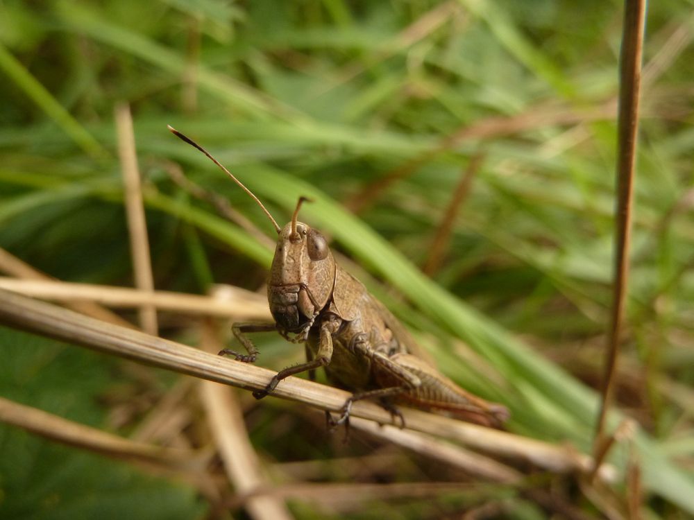 Genre de sauterelle photo et image macro nature, macro insectes, sauterelle , criquet Images