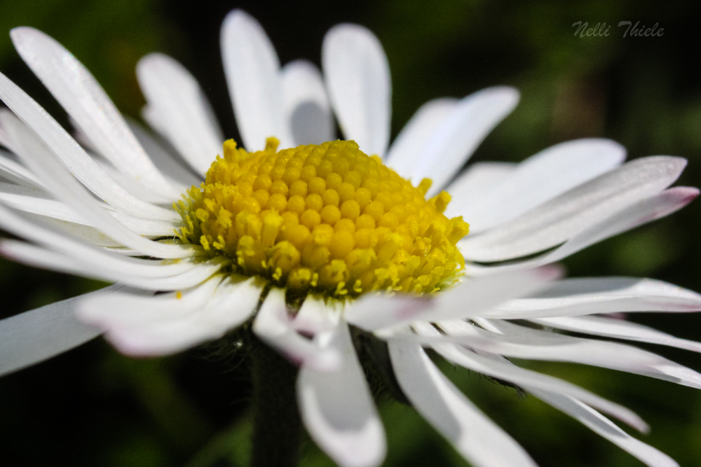 Genseblümchen