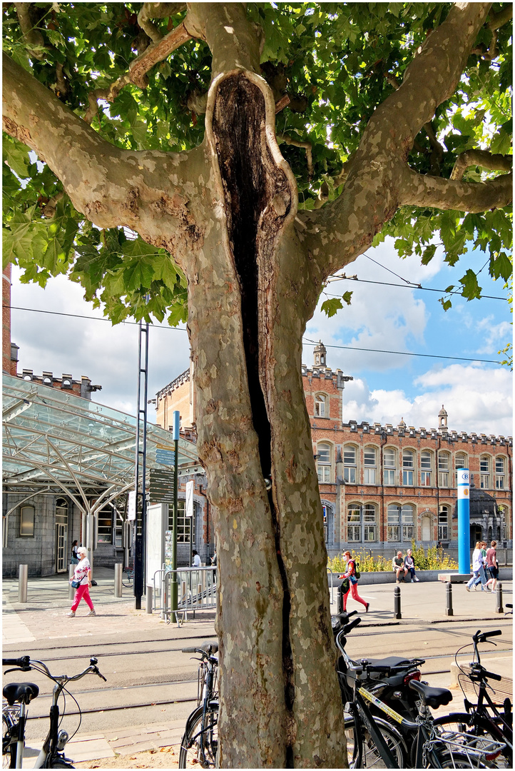 Gent 2022-07-27  Baumgeist