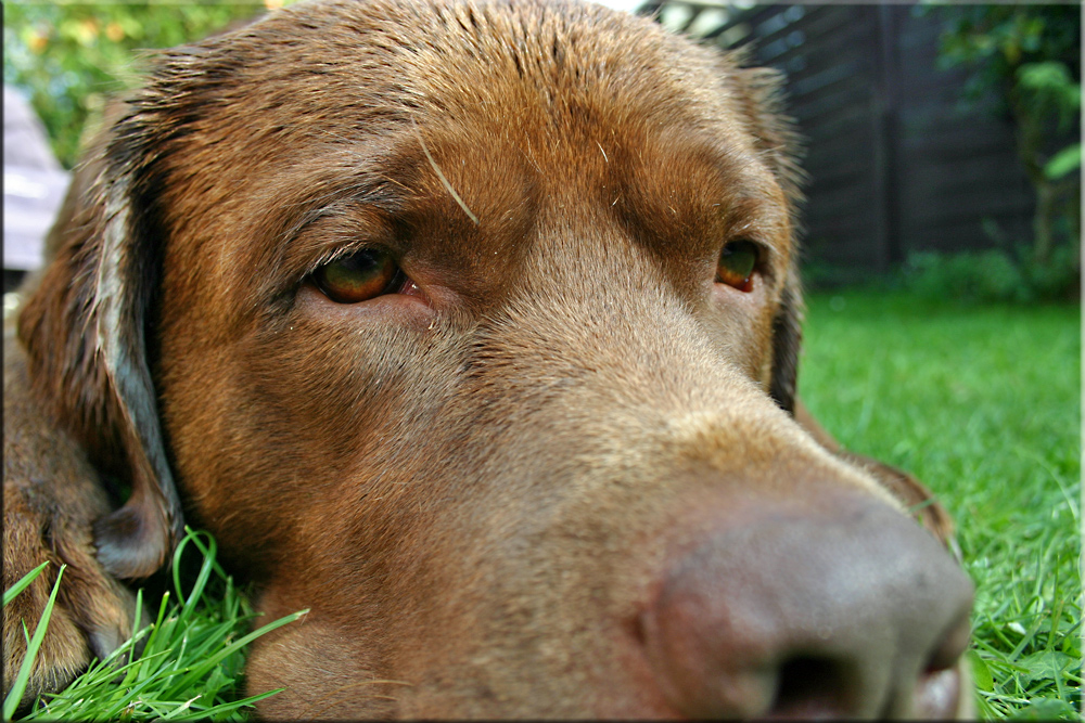 Gent Fynn, Labrador from the Old Mansion House