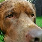 Gent Fynn, Labrador from the Old Mansion House