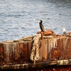 Gente di mare