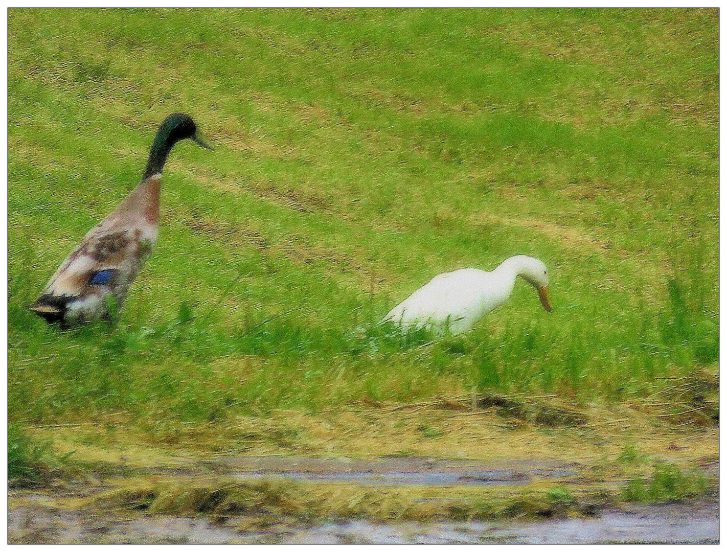 Gentenerpel und weiße Gans oder Ente