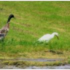 Gentenerpel und weiße Gans oder Ente